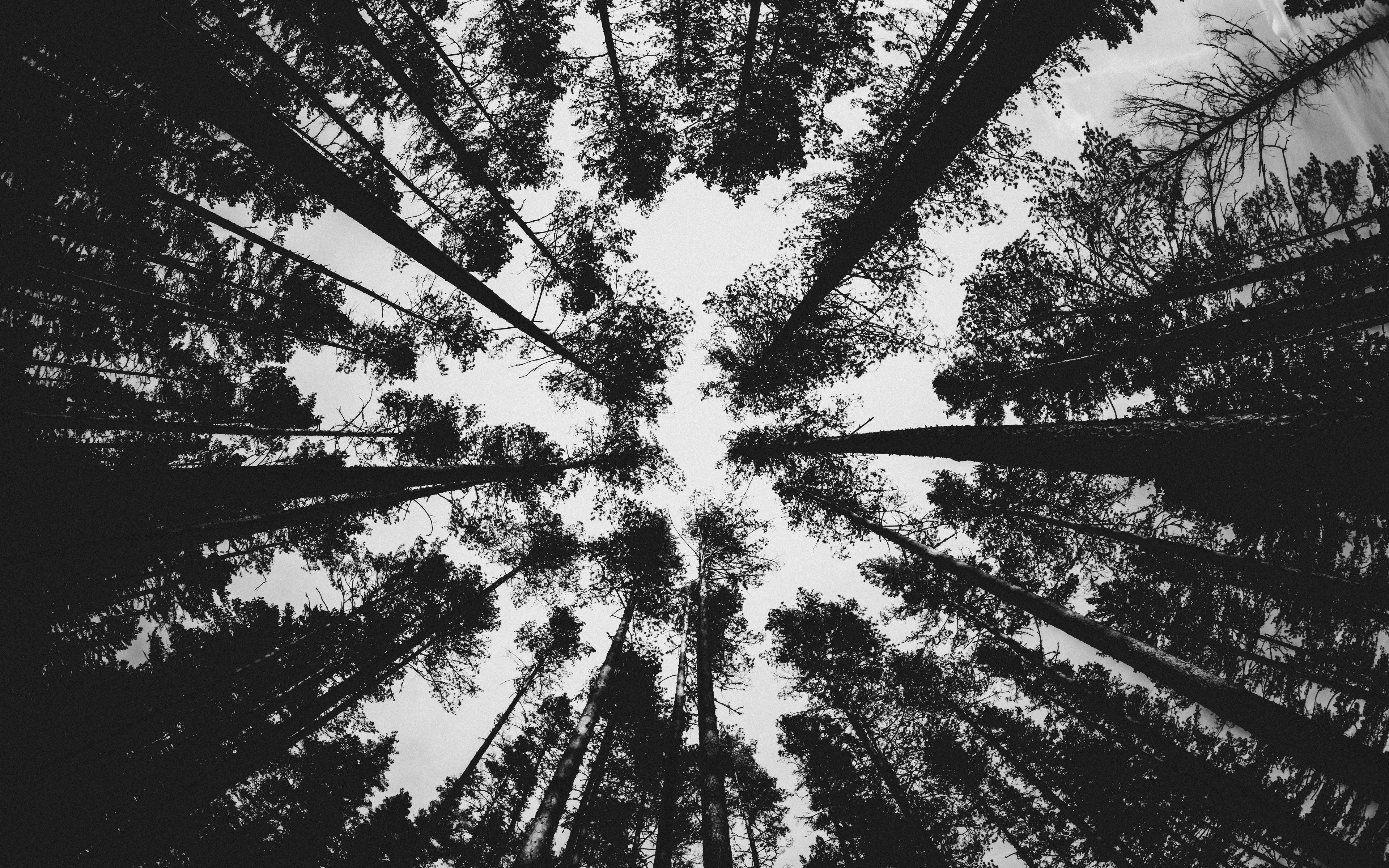 Чёрно белый лес