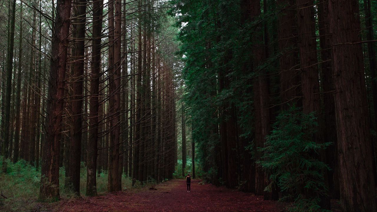 Обои лес, человек, одиночество, деревья