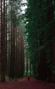 Превью обои лес, человек, одиночество, деревья