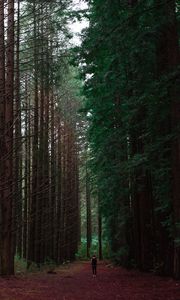 Превью обои лес, человек, одиночество, деревья