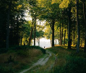 Превью обои лес, человек, тропинка, деревья, силуэт