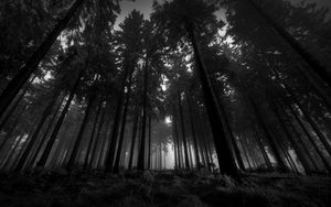 Превью обои лес, черно-белые, снизу, деревья, мрачные, кроны, туман, молчание