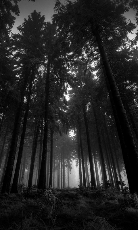 480x800 Обои лес, черно-белые, снизу, деревья, мрачные, кроны, туман, молчание
