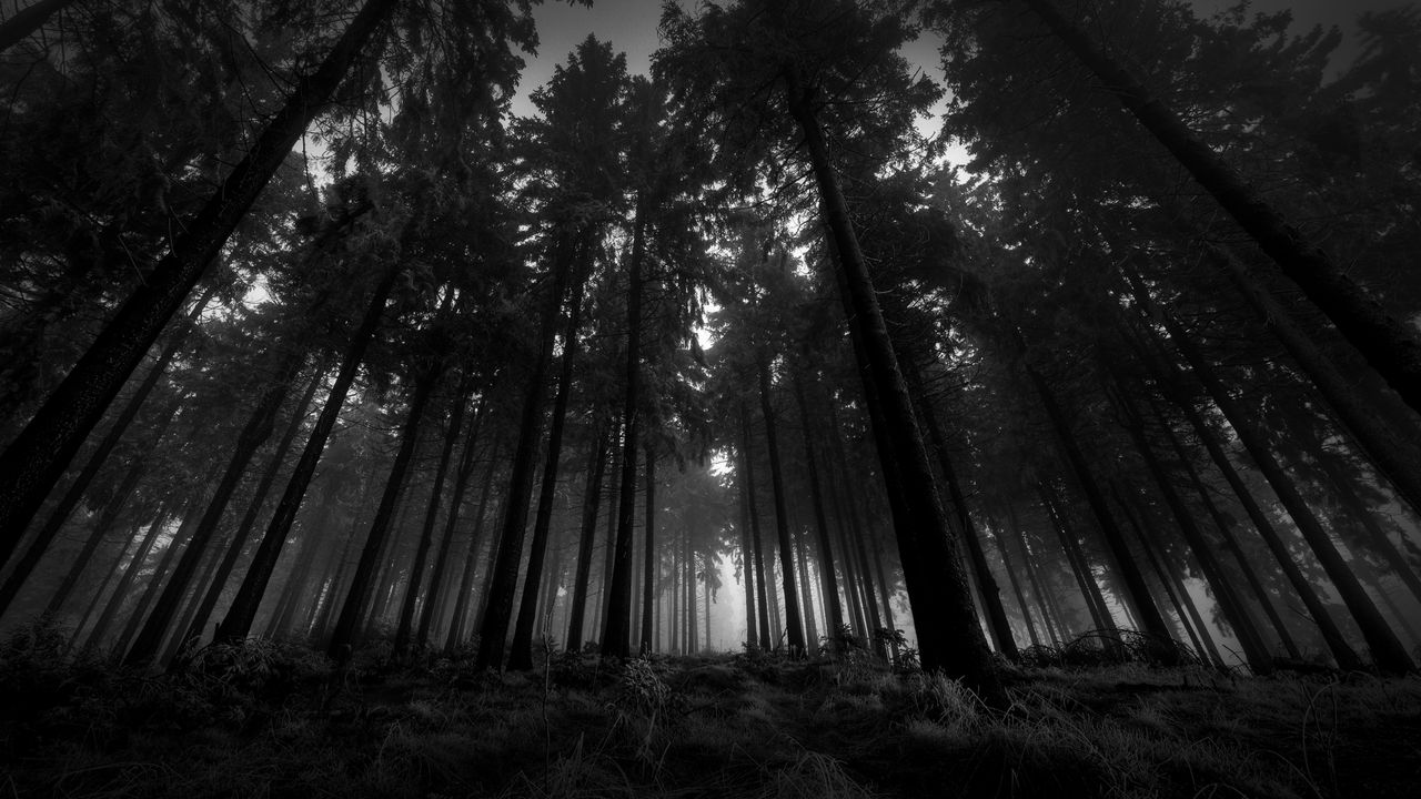 Обои лес, черно-белые, снизу, деревья, мрачные, кроны, туман, молчание