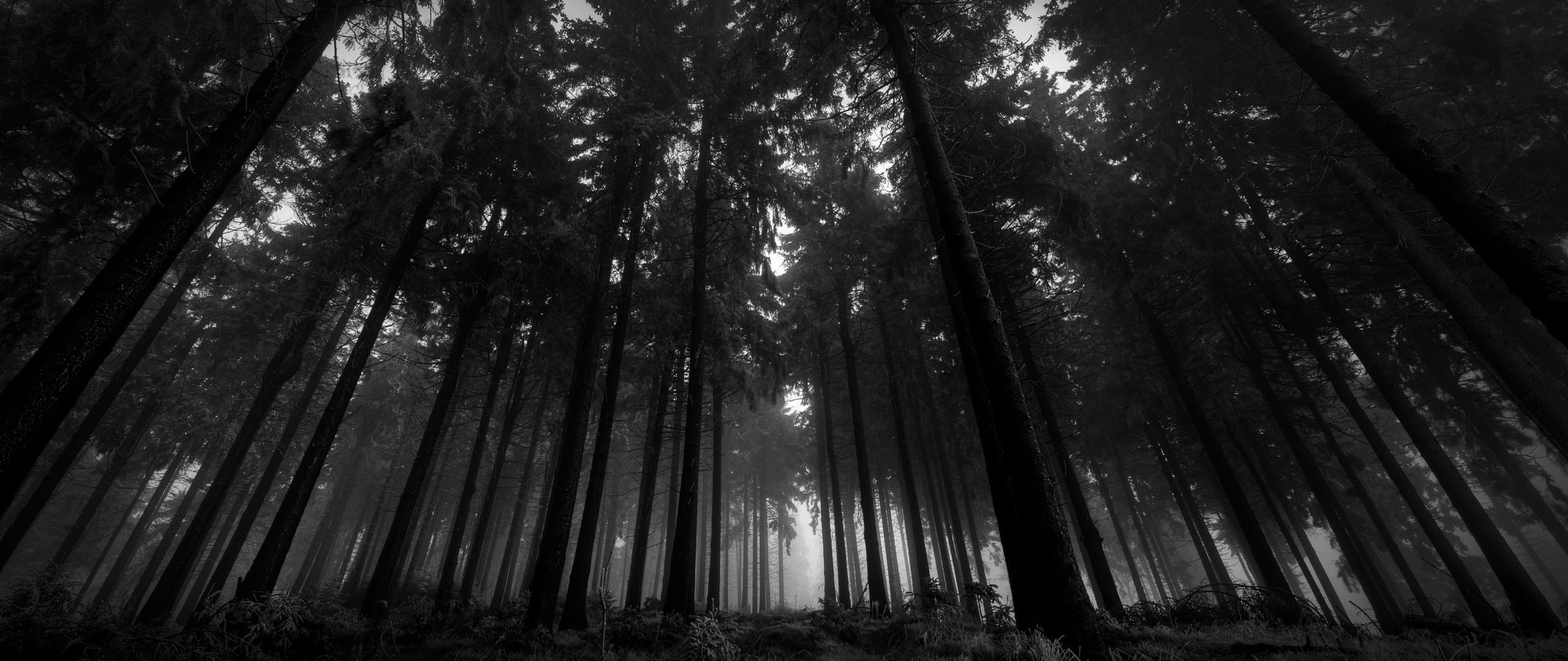 стим черный лес фото 13