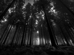 Превью обои лес, черно-белые, снизу, деревья, мрачные, кроны, туман, молчание