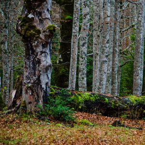 Превью обои лес, деревья, березы, мох