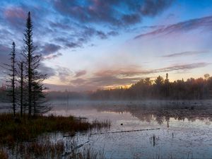 Превью обои лес, деревья, болото, туман, сумерки, пейзаж