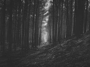 Превью обои лес, деревья, чб, ветки
