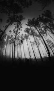 Превью обои лес, деревья, чб, туман