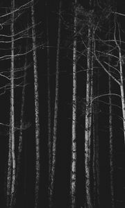 Превью обои лес, деревья, чб, темный