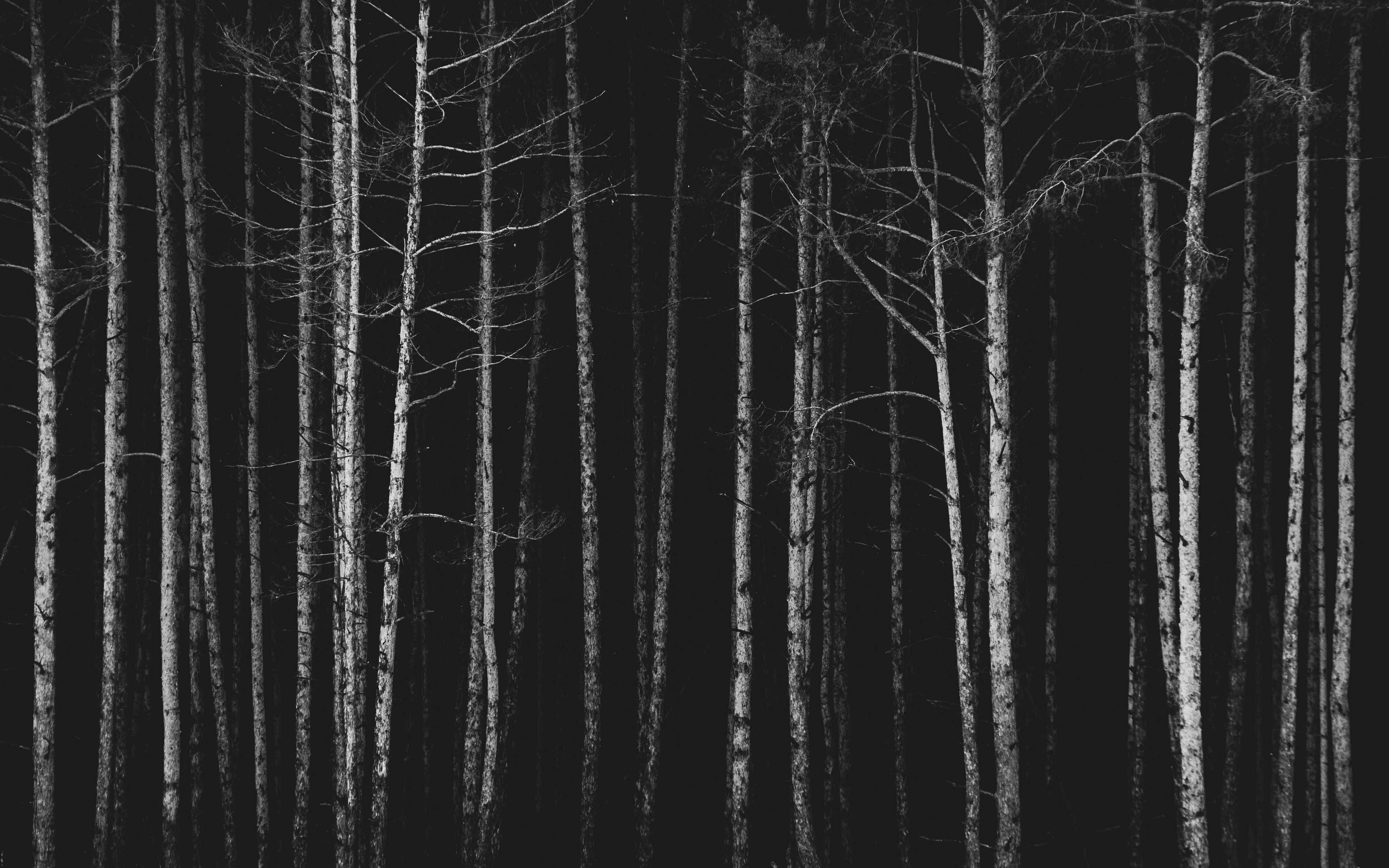 стим черный лес фото 32