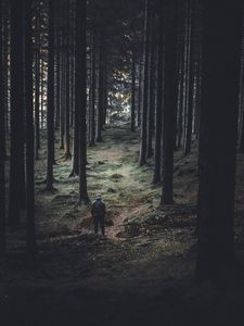 Превью обои лес, деревья, человек, хвойный, стволы