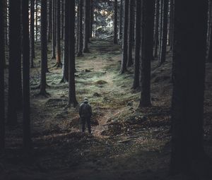 Превью обои лес, деревья, человек, хвойный, стволы