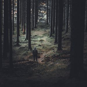 Превью обои лес, деревья, человек, хвойный, стволы