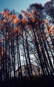 Превью обои лес, деревья, дом, вечер
