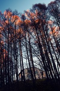 Превью обои лес, деревья, дом, вечер