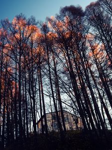 Превью обои лес, деревья, дом, вечер