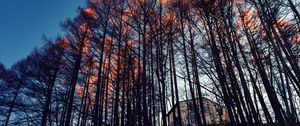 Превью обои лес, деревья, дом, вечер