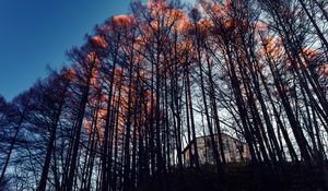 Превью обои лес, деревья, дом, вечер