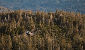 Превью обои лес, деревья, дом, природа