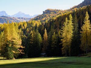 Превью обои лес, деревья, дом, пейзаж, поляна