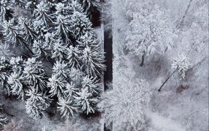 Превью обои лес, деревья, дорога, снег, зима, вид сверху