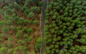 Превью обои лес, деревья, дорога, вид сверху, природа