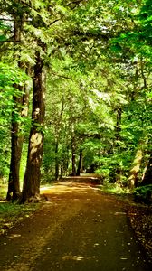 Превью обои лес, деревья, дорога, природа