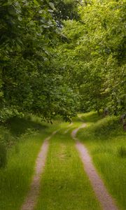 Превью обои лес, деревья, дорожка, природа, пейзаж, зеленый