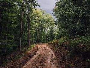 Превью обои лес, деревья, дорожка, грязь, пейзаж, природа