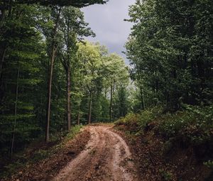 Превью обои лес, деревья, дорожка, грязь, пейзаж, природа