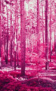 Превью обои лес, деревья, эффект, розовый