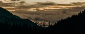 Превью обои лес, деревья, ель, туман, небо
