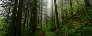 Превью обои лес, деревья, ель, тропинка