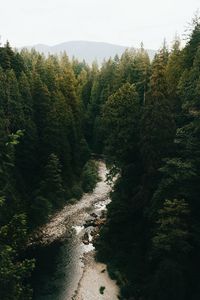 Превью обои лес, деревья, ель, река, даль