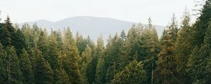 Превью обои лес, деревья, ель, река, даль