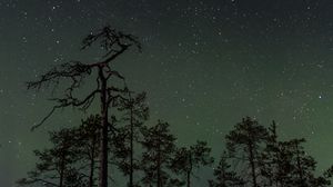 Превью обои лес, деревья, ель, звездное небо, звезды