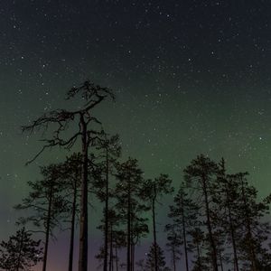 Превью обои лес, деревья, ель, звездное небо, звезды