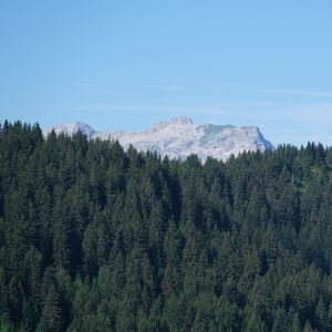 Превью обои лес, деревья, гора