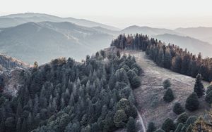 Превью обои лес, деревья, горы, туман, пейзаж