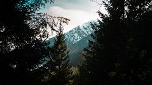 Превью обои лес, деревья, горы, пейзаж, вершина