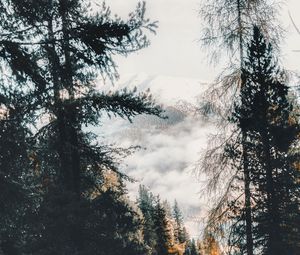 Превью обои лес, деревья, горы, облака, природа