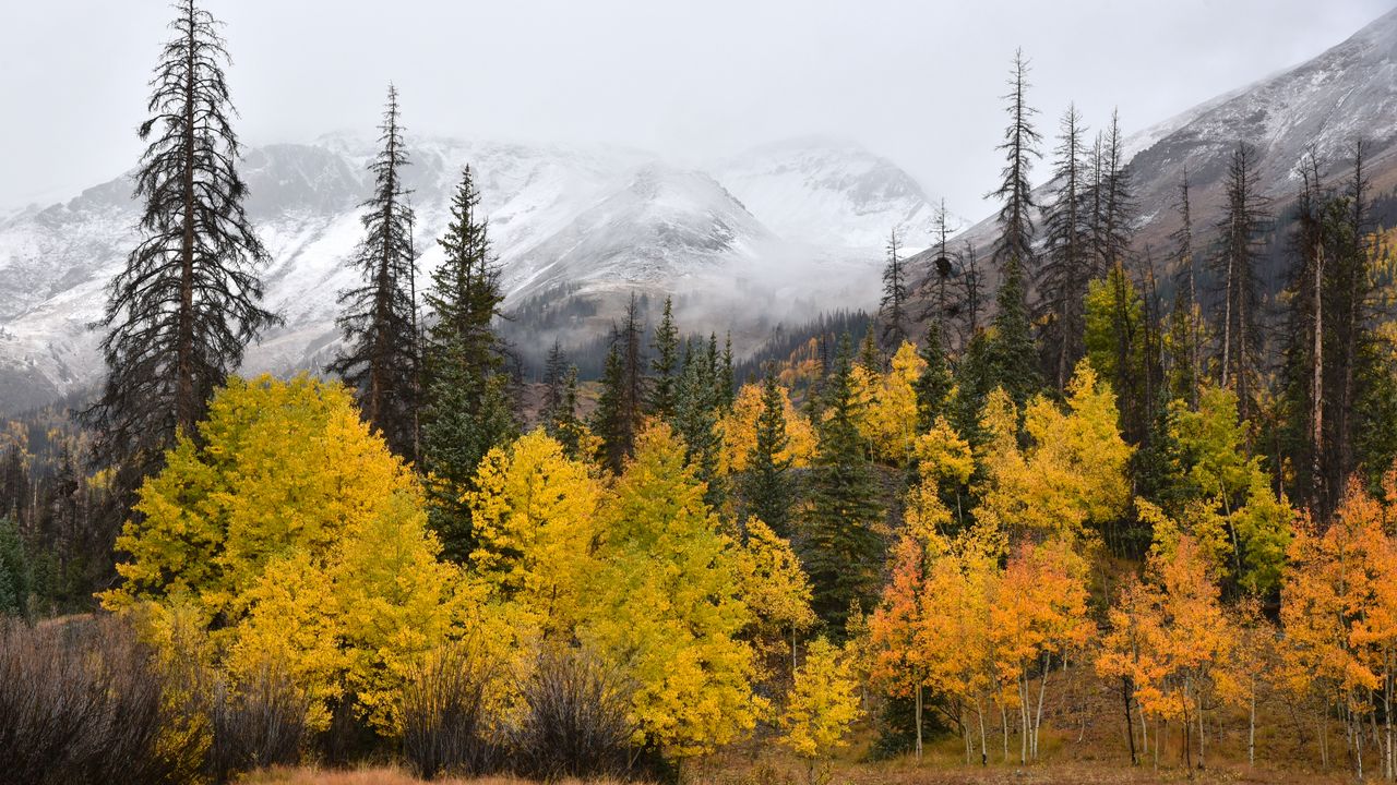 Обои лес, деревья, горы, туман, осень, пейзаж