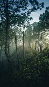 Превью обои лес, деревья, холм, кусты, ветки