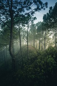 Превью обои лес, деревья, холм, кусты, ветки