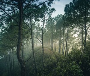 Превью обои лес, деревья, холм, кусты, ветки