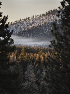 Превью обои лес, деревья, холм, туман, природа
