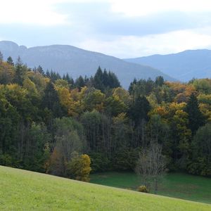 Превью обои лес, деревья, холмы, пейзаж, зеленый