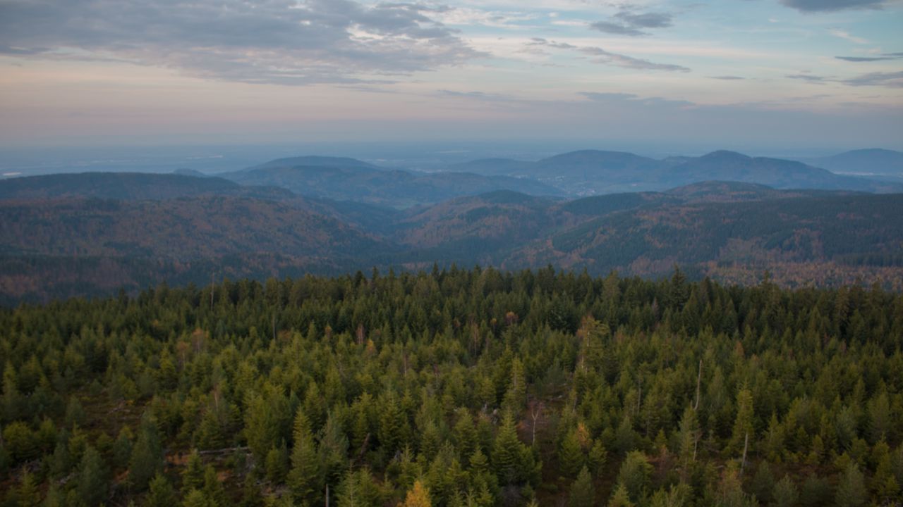 Обои лес, деревья, холмы, пейзаж